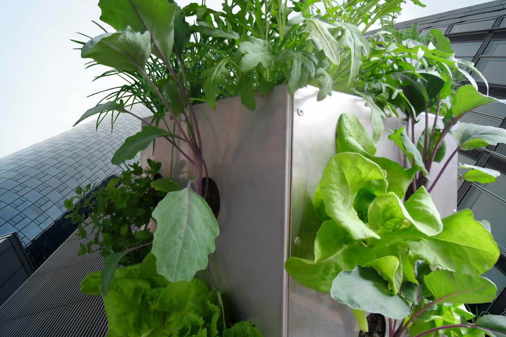 KUBI Balkon Gemüseanbau