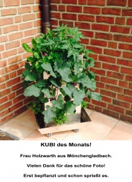 KUBI des Monats 8 2015-05 KUBI des Monats Holzwarth Mönchengladbach