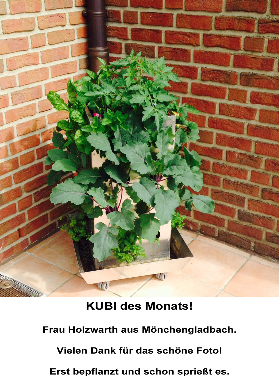 2015-05 KUBI des Monats Holzwarth Mönchengladbach