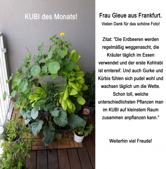 KUBI des Monats 9 2015-06 KUBI des Monats Gleue Frankfurt