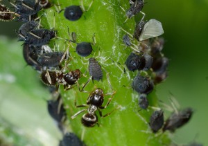 Ameisen und Blattläuse Problem