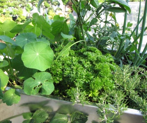 Gemüse und Kräuter auf dem Balkon - KUBI